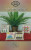 Summertime - Snazzy Smalls / Boulder Valley Stitching