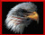 American Pride / Cody Country Crossstitch & Crafts