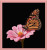 Beautiful Butterfly / Cody Country Crossstitch & Crafts