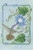 Violet Crowned Hummingbird 2011 / Crossed Wing Collection