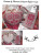 Hearts & Flowers Scissor/RulerCase / Dames Of The Needle