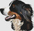 Bernese Mountain Dog - Profile / Dogshoppe Designs