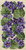 Eyeglass Case - Violets / Ellen Maurer-Stroh