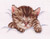 Sleeping Kitty / Ellen Maurer-Stroh
