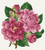 Pink Peonies / Ellen Maurer-Stroh