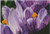 Crocuses / Fox Trails Needlework