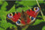 Peacock Butterfly / Fox Trails Needlework