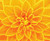 Yellow Dahlia / Fox Trails Needlework