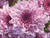 Purple Cluster / Fox Trails Needlework