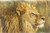 Lion Portrait / Fox Trails Needlework