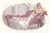 Abbi By John Clayton - Elegance Ladies / Heritage Crafts