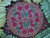 Pizza Kaleidoscope / Infinity Bear Designs