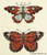 Butterflies Of Gold / Nora Corbett