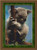 Koala Cross Stitch / Stitchx Craft Designs