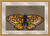 Summer Butterfly Cross Stitch / Stitchx Craft Designs