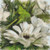 Water Flower Cross Stitch Design / Stitchx Craft Designs