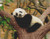 Napping Panda Bears Cross Stitch Pattern / Stitchx Craft Designs