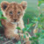 Lion Cub In Grass Cross Stitch Pattern / Stitchx Craft Designs