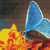 Blue Butterfly On Orange Flowers Cross Stitch Pattern / Stitchx Craft Designs