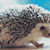 Hedgehog Cross Stitch Pattern / Stitchx Craft Designs