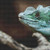 Green Lizard Cross Stitch Pattern / Stitchx Craft Designs