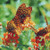 Butterfly Garden Cross Stitch Pattern / Stitchx Craft Designs
