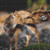 Mother And Child Deer Cross Stitch Pattern / Stitchx Craft Designs