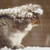 Snowy Squirrel Cross Stitch Pattern / Stitchx Craft Designs