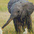 Playful Elephant Cross Stitch Pattern / Stitchx Craft Designs