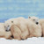 Polar Bear Family Cross Stitch Pattern / Stitchx Craft Designs