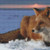 Arctic Fox Cross Stitch Pattern / Stitchx Craft Designs