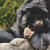 Resting Bear Cross Stitch Pattern / Stitchx Craft Designs