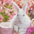 Rabbit In A Flower Field Cross Stitch Pattern / Stitchx Craft Designs