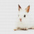 Cute White Bunny Cross Stitch Pattern / Stitchx Craft Designs