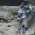 Grey Fox Cross Stitch Pattern / Stitchx Craft Designs
