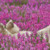 Flower Field Polar Bear Cross Stitch Pattern / Stitchx Craft Designs