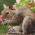 Cute Squirrel Cross Stitch Pattern / Stitchx Craft Designs