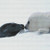 Cute Baby Seals Cross Stitch Pattern / Stitchx Craft Designs