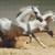 Two White Stallions Cross Stitch Pattern / Stitchx Craft Designs