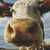 Silly Cow Closeup Cross Stitch Pattern / Stitchx Craft Designs