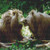 Nuzzling Lions Cross Stitch Patterh / Stitchx Craft Designs