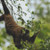 Dangling Monkey Cross Stitch Pattern / Stitchx Craft Designs