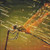 Poised Dragonfly Cross Stitch Pattern / Stitchx Craft Designs