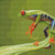 Leaping Frog Cross Stitch Pattern / Stitchx Craft Designs