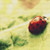 Cute Ladybug Cross Stitch Pattern / Stitchx Craft Designs