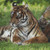 Tiger At Attention Cross Stitch Pattern / Stitchx Craft Designs