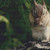 Cute Munching Chipmunk Cross Stitch Pattern / Stitchx Craft Designs