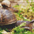 Creeping Snail Cross Stitch Pattern / Stitchx Craft Designs