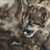 Staring Wild Kitten Cross Stitch Pattern / Stitchx Craft Designs