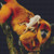 Orange Monkey Cross Stitch Pattern / Stitchx Craft Designs